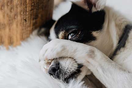 this dog is planning to keep its owner awake