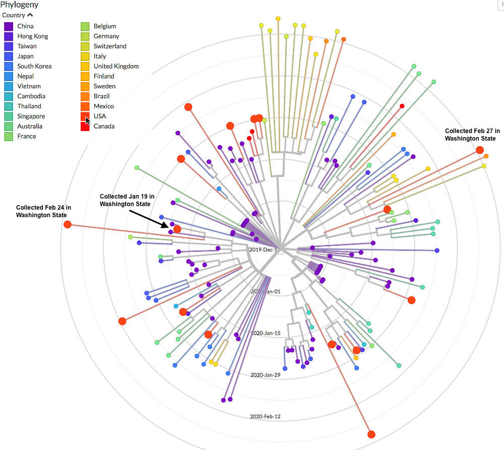 Coronavirus genetic phylogeny USA